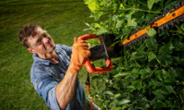 Why This Is an Important Time to Inspect Your Trees