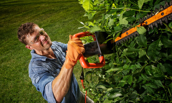 Why This Is an Important Time to Inspect Your Trees