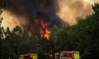 Debate Over Forest Management Heats Up After Record Wildfires in Europe