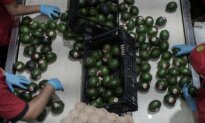 US Restarts Mexican Avocado Checks as Security Measures Increase