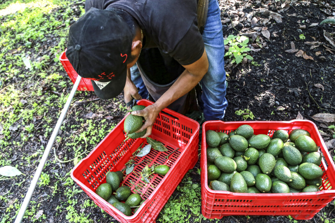 “American Security Boosted: Mexican Avocado Inspections Resume”