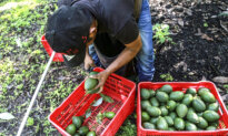 US Restarts Mexican Avocado Checks as Security Measures Increase
