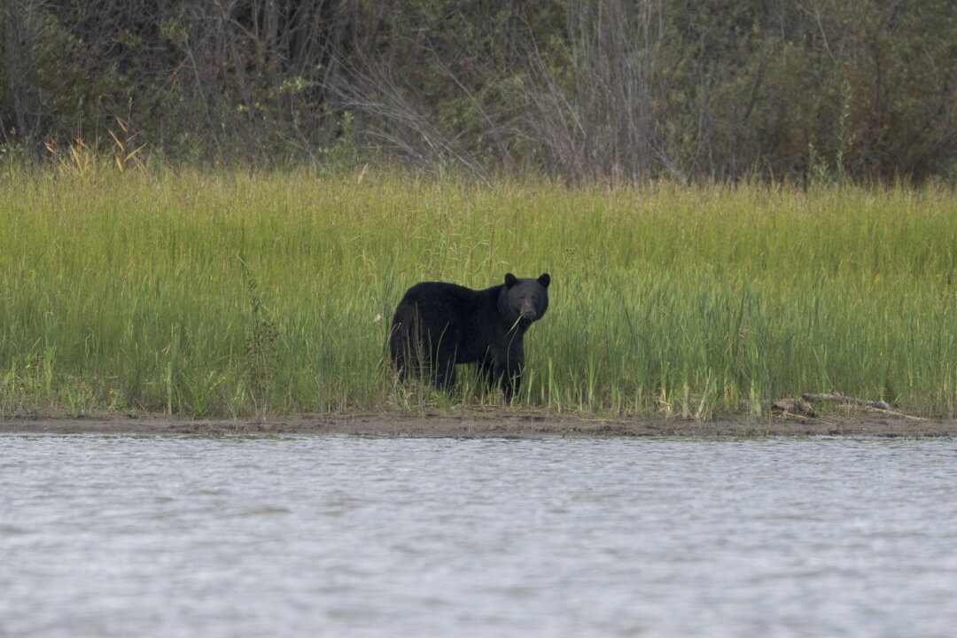 Conservation Officers Confirm Bear Shot by RCMP Mauled Child in Maple Ridge