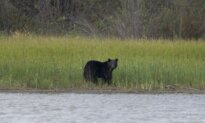 Conservation Officers Confirm Bear Shot by RCMP Mauled Child in Maple Ridge