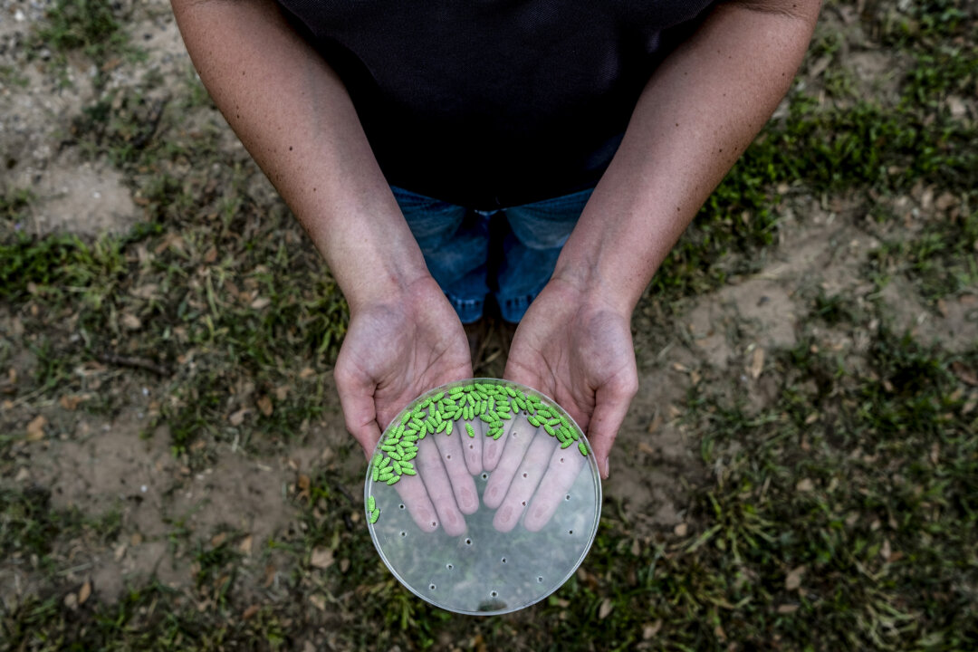 A U.S. Department of Agriculture employee holds sterile New World Screwworm pupae during a press conference where a crate of 80,000 sterile NWS pupae is installed at Chapparosa Ranch in La Pryor, Texas, on June 11, 2026. (Joel Angel Juarez/Getty Images)