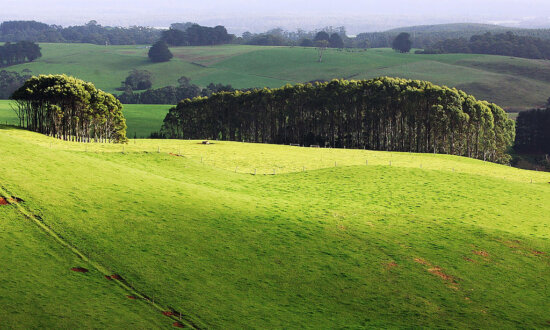 Senate Rejects Inquiry Into Sale of Tasmania’s Biggest Farm, 9,000 Hectares for Carbon Credit Use