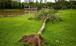 Can You Save a Blown-Over Tree?