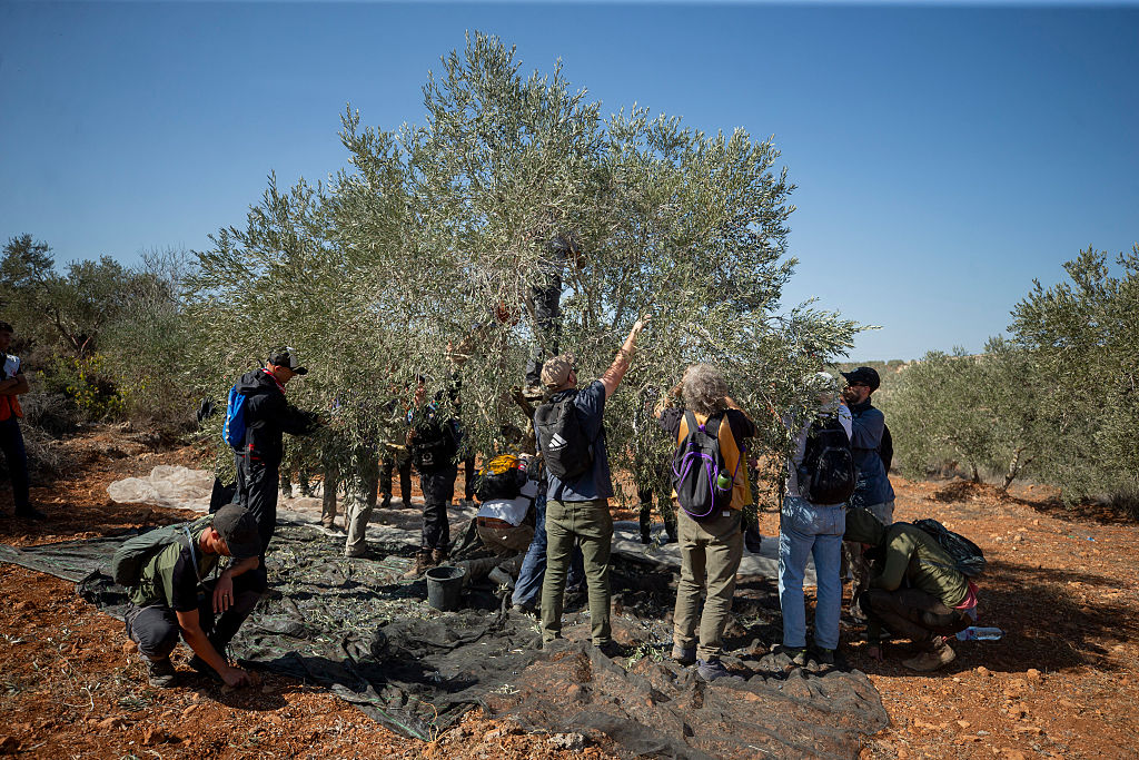 Volunteers shake olive branches over tarps as Israeli soldiers stand nearby in the village of Baita, south of Nablus, West Bank, on Nov. 1, 2025. (Wahaj Bani Moufleh/Middle East Images via AFP/Getty Images)