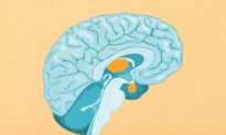 Eating Ultra-Processed Foods Linked to Smaller Key Brain Regions in Young Children