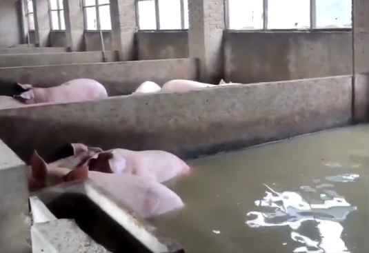 Flooding Leaves Farms, Homes Damaged After 3 Dike Breaches in Central China