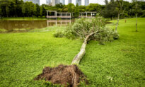Can You Save a Blown-Over Tree?