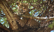 Reimagine the Traditional African Safari