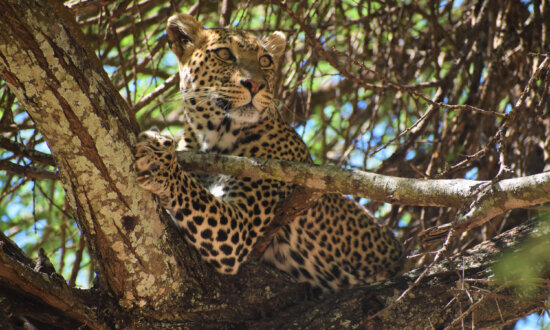 Reimagine the Traditional African Safari