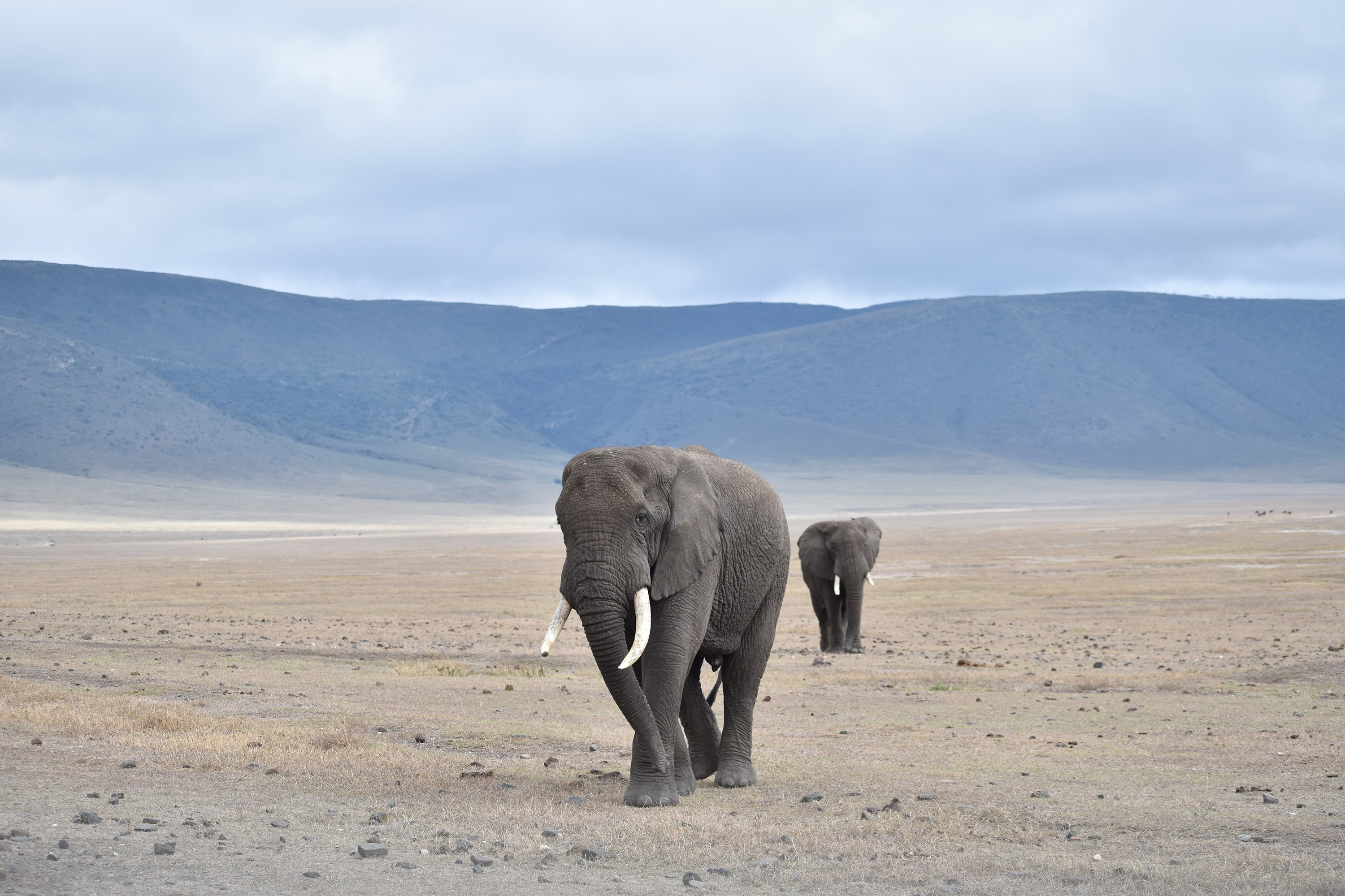 TRV-WLT-SKY-SAFARI-FILEPIC-3-MCT