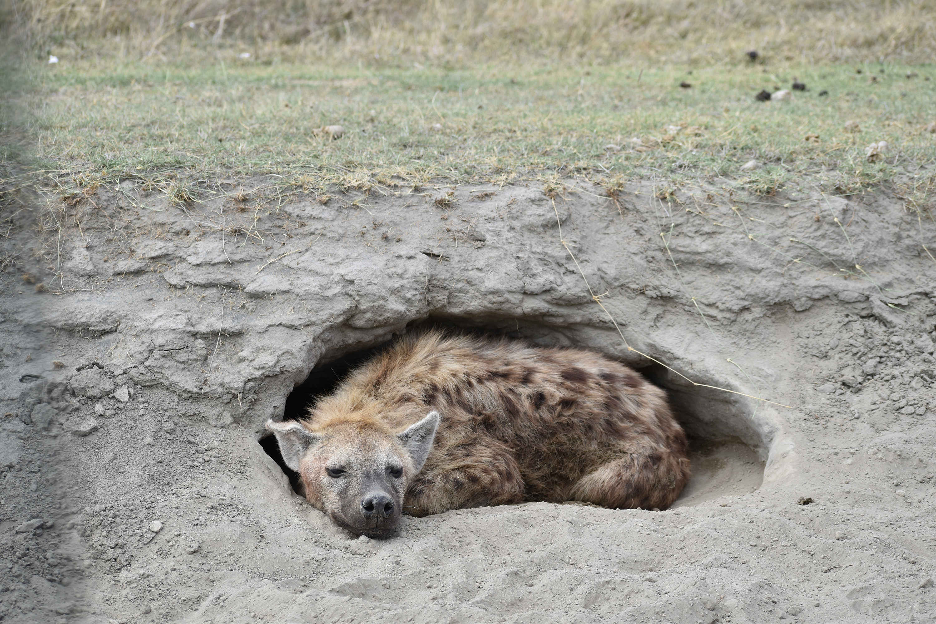 TRV-WLT-SKY-SAFARI-FILEPIC-6-MCT