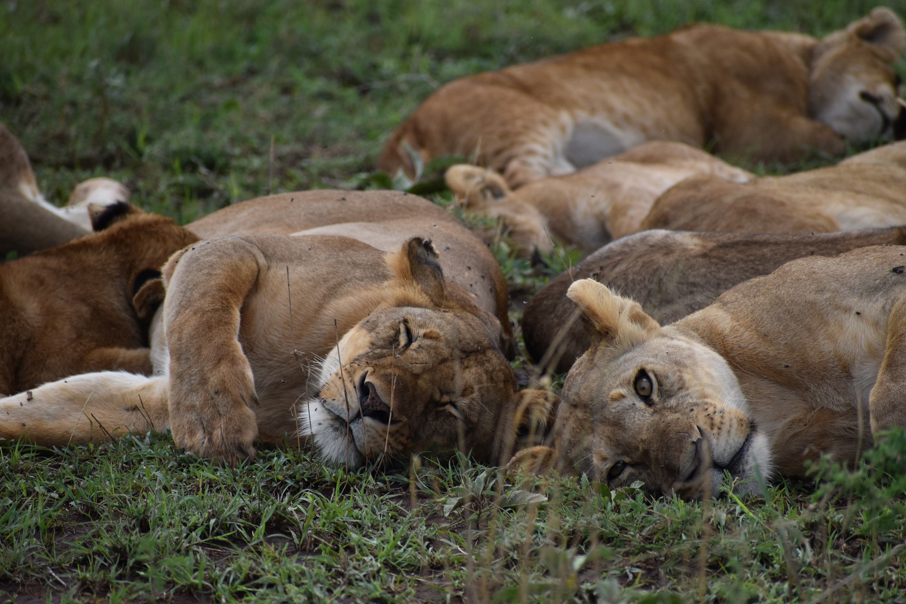 TRV-WLT-SKY-SAFARI-FILEPIC-7-MCT