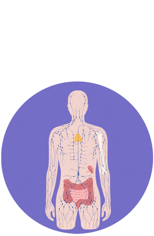 icons-immune-anatomy