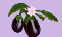 Eggplant: A Rich Source of Phenolic Compounds and Acetylcholine–How to Maximize Benefits
