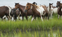 Facing Wild Horses and Hand Grenades: The Work of Photographer and Editor Richard Moore