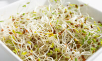 Alfalfa Sprouts Linked to Bacterial Infections in 15 US States