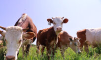 Bring Back the Real Dairy Farm