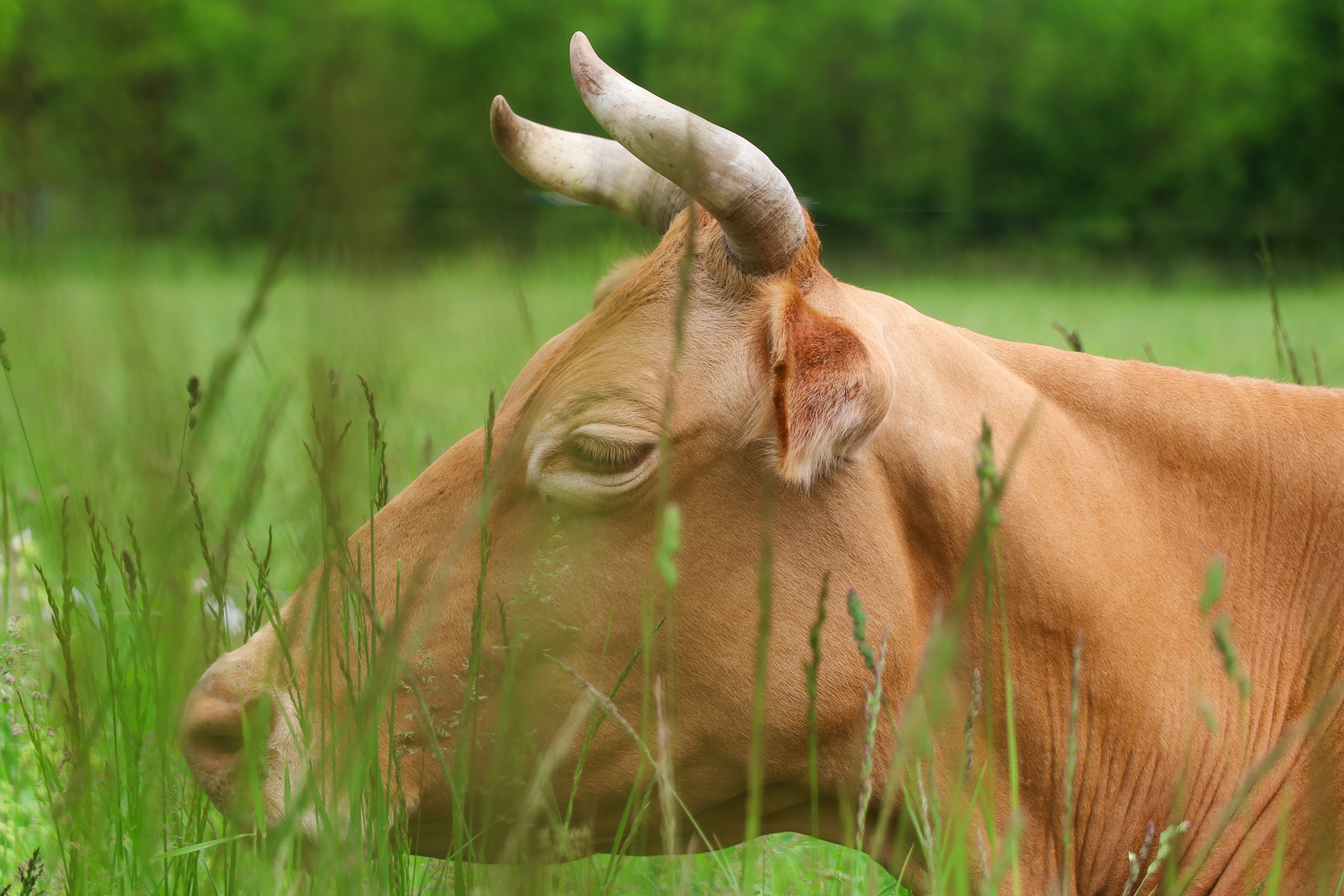 Cow-at-Churchtown-Dairy_Caitlin-Greene-01