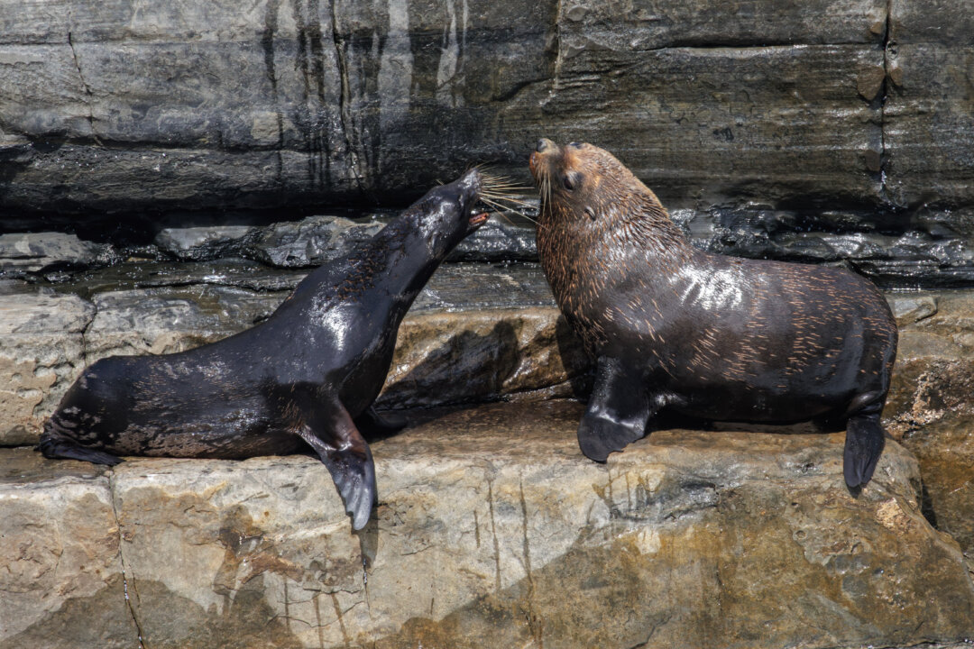 Second Seal Feared Infected With H5 Bird Flu in Australia