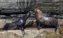 Second Seal Feared Infected With H5 Bird Flu in Australia