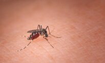 Why Different Mosquitoes Prefer Different People