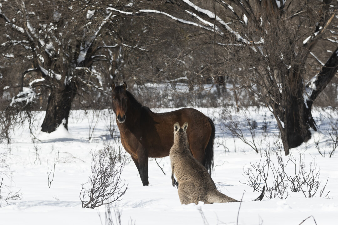 NSW Wildlife Service Suspends Wild Brumby Cull Ahead of Trial