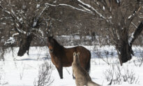 NSW Wildlife Service Suspends Wild Brumby Cull Ahead of Trial