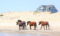 Wildlife Adventures for Families in North Carolina’s Outer Banks
