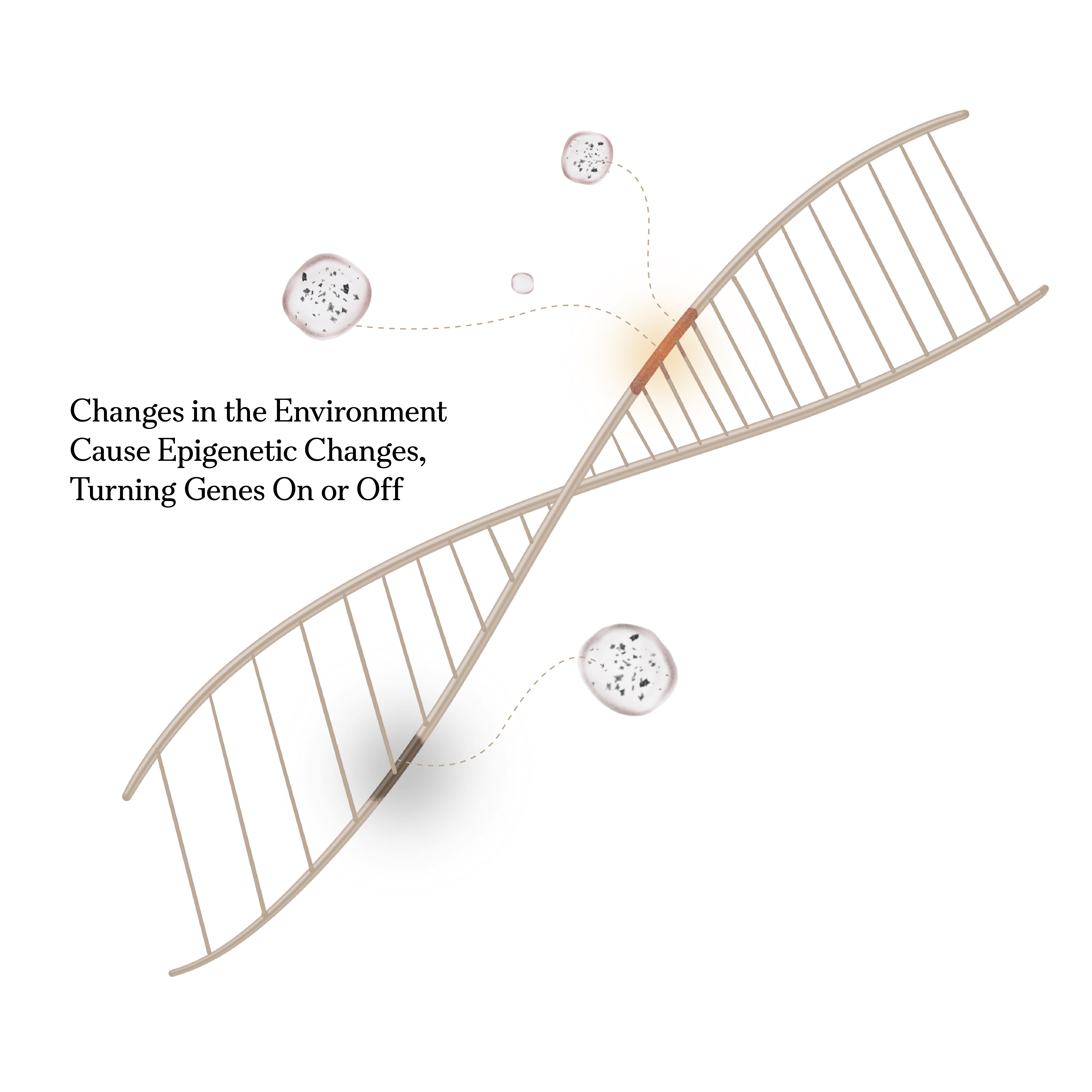 6077695_Why Something in the Environment Could Be Driving Up Autism_infographic1_Artboard 3