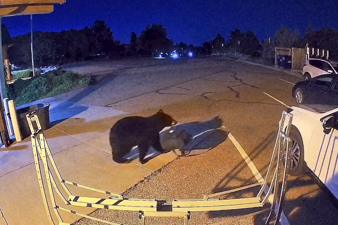 Hungry Bears Wander Into US West Homes, Shops in Record Numbers