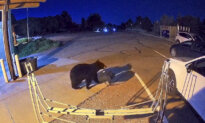 Hungry Bears Wander Into US West Homes, Shops in Record Numbers