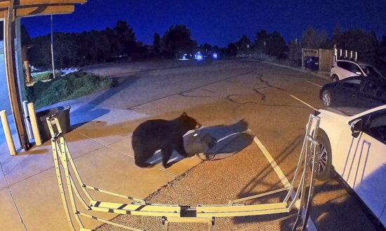 Hungry Bears Wander Into US West Homes, Shops in Record Numbers