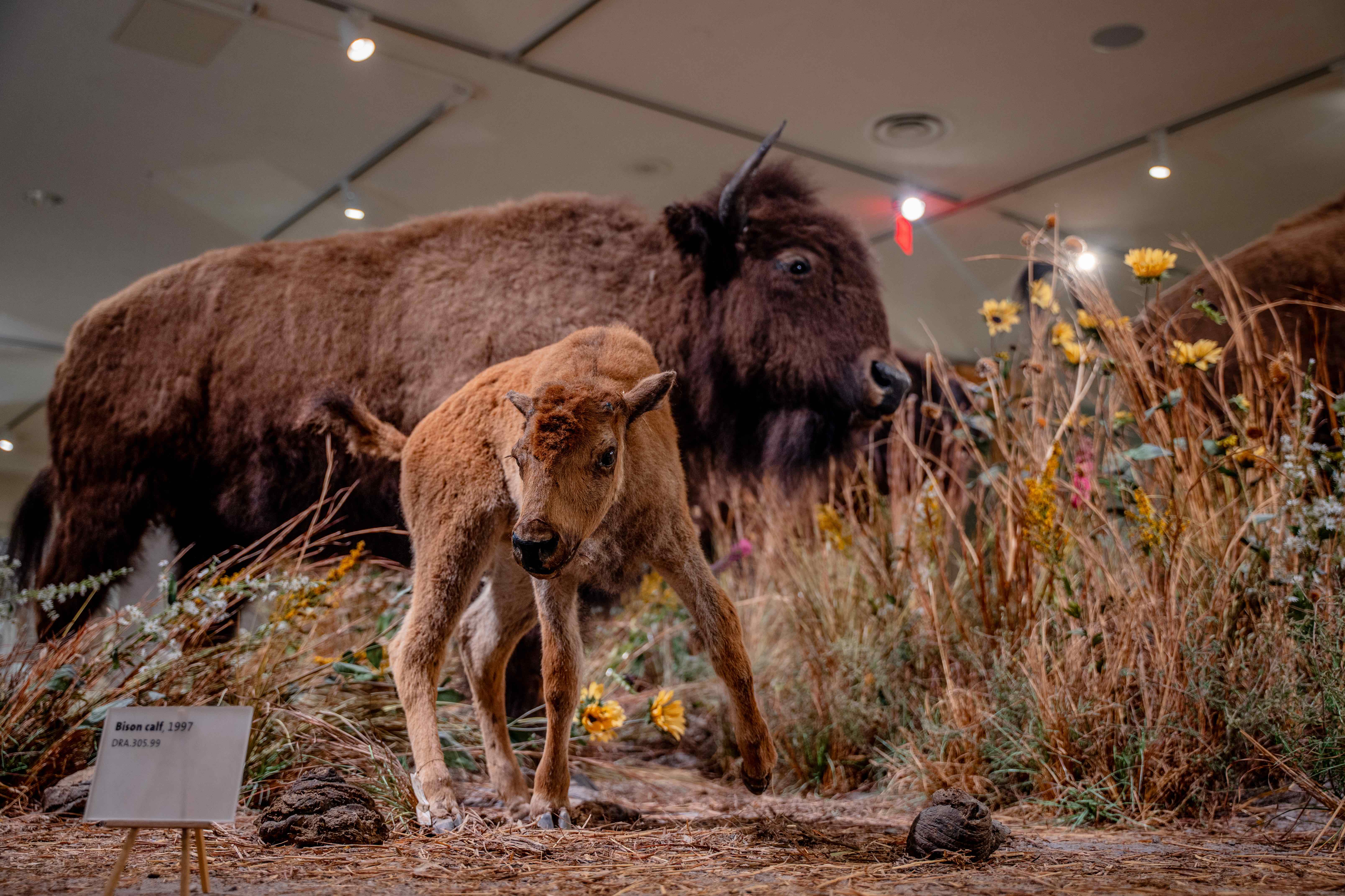 Buffalo Bill center of the west 