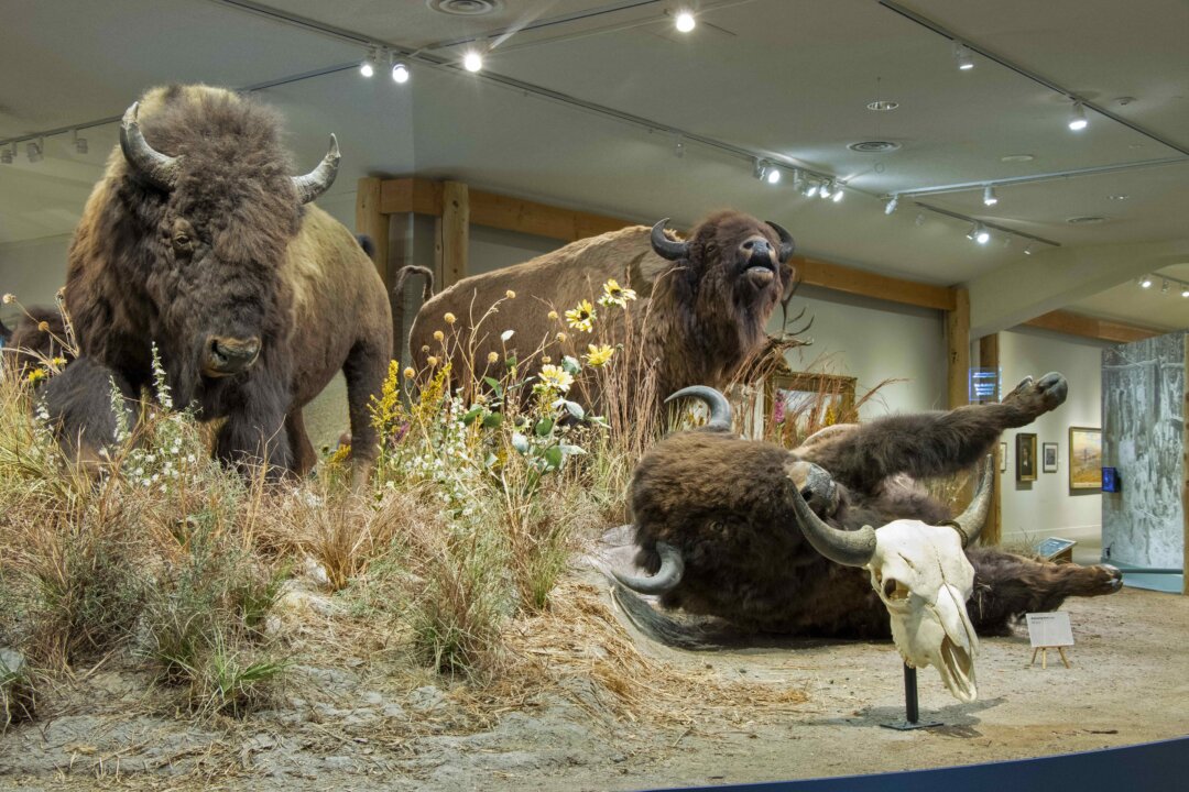 Wyoming Museum Launches New Exhibit Celebrating the Bison