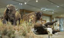 Wyoming Museum Launches New Exhibit Celebrating the Bison