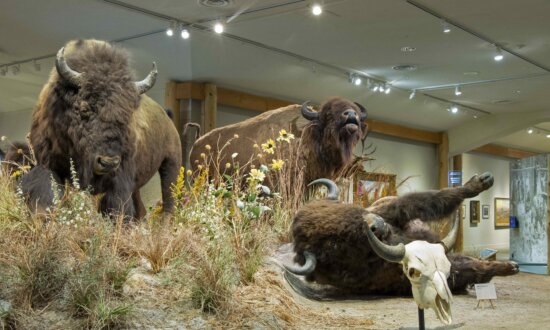 Wyoming Museum Launches New Exhibit Celebrating the Bison