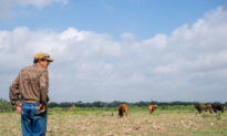 Shrinking Cattle Herds a Canary for Agriculture