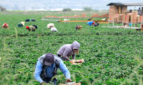 You Can Deport the Farmworker. You Can’t Deport the Cost.