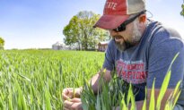 Wheat Prices Surge to Highest Since December 2022 on Black Sea Tensions, El Niño