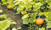 Growing Pumpkins