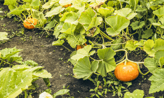 Growing Pumpkins