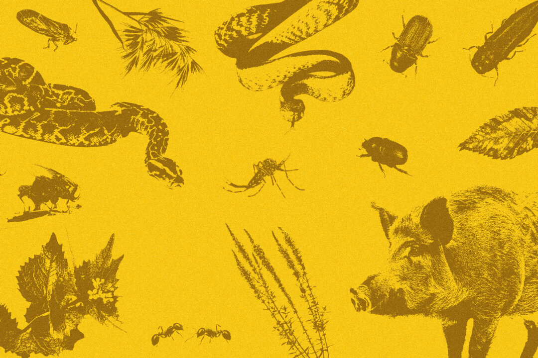 America’s Battle Against Invasive Species