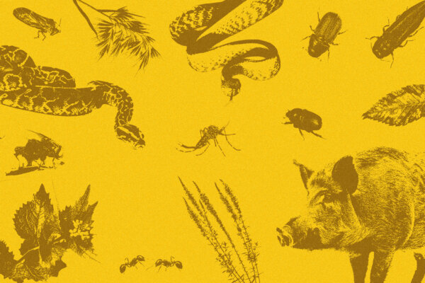 America’s Battle Against Invasive Species
