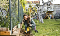 Leafy Legacy: Why Fall Is the Best Time to Plant a Tree