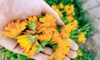 Homemade Calendula Tea–a Natural Way to Protect Your Gut