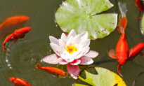 Adding Water Features to Your Outdoor Space